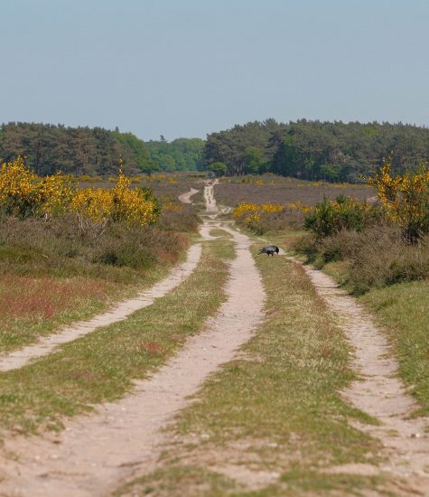 Trekvogelpad-11