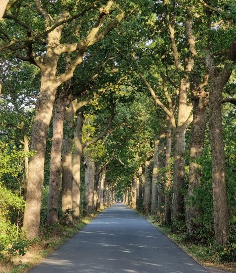 friese woudenpad 07