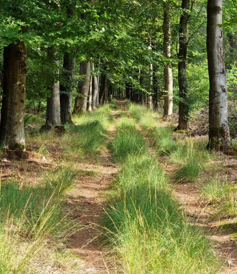 friese woudenpad 11