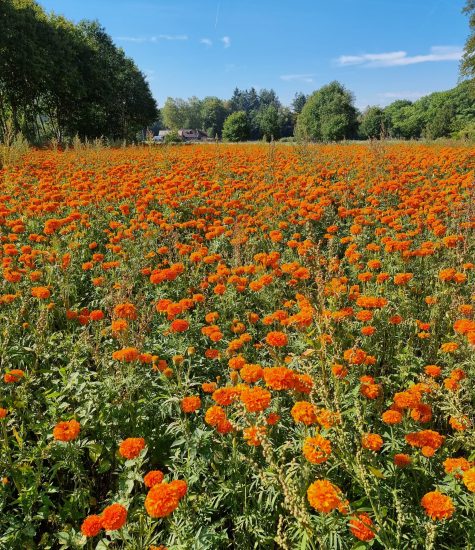 friese woudenpad 14