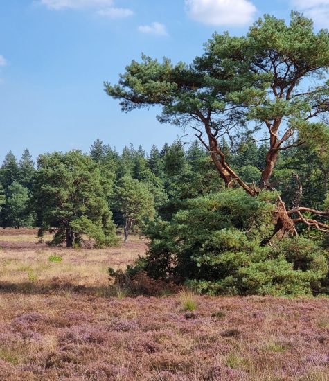 friese woudenpad 15